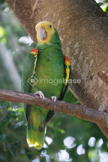 Colorful Parrot on a Branch