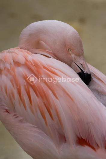 Resting Flamingo