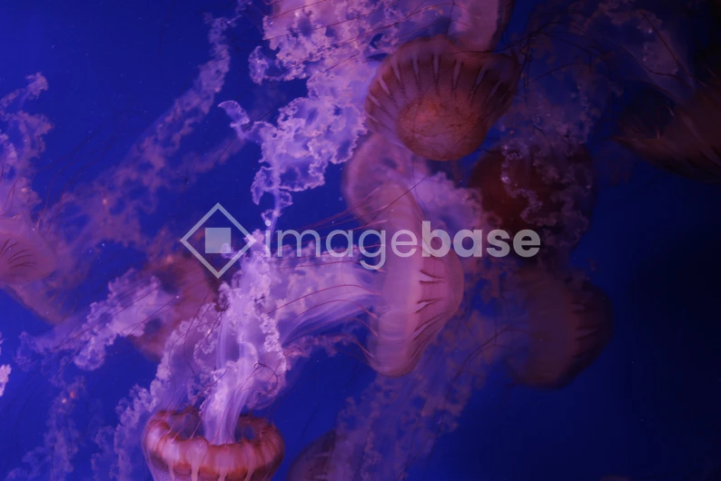 Mesmerizing Jellyfish in Motion
