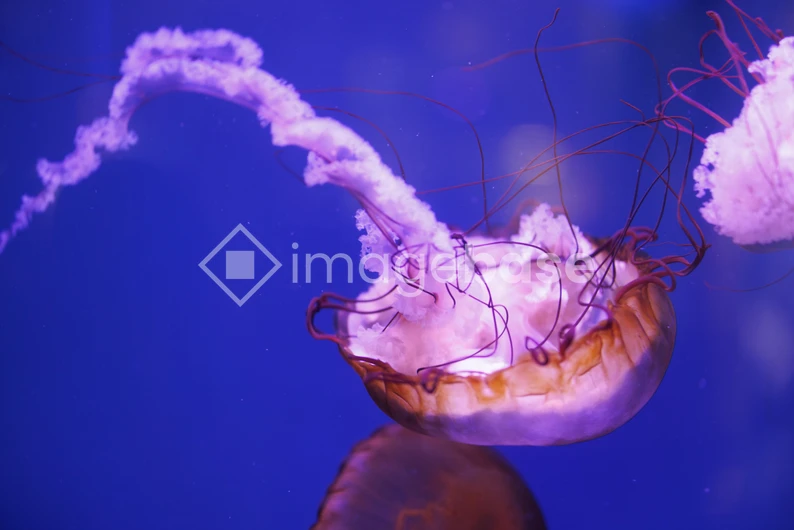 Graceful Jellyfish