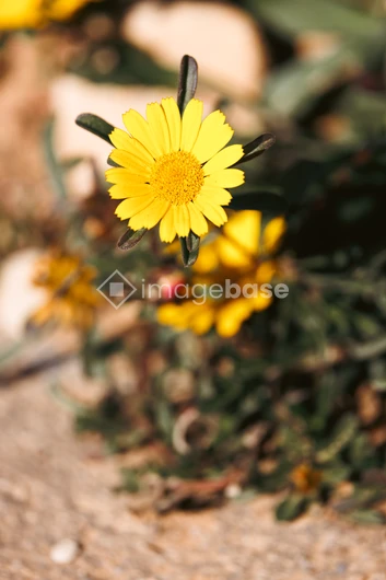 Bright Yellow Blossom