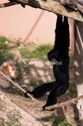 Monkey Hanging on Rope