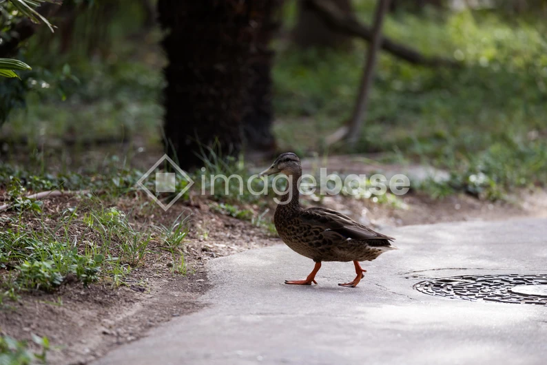 Duck Walking on Pathway