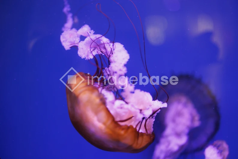 Graceful Jellyfish in Aquarium