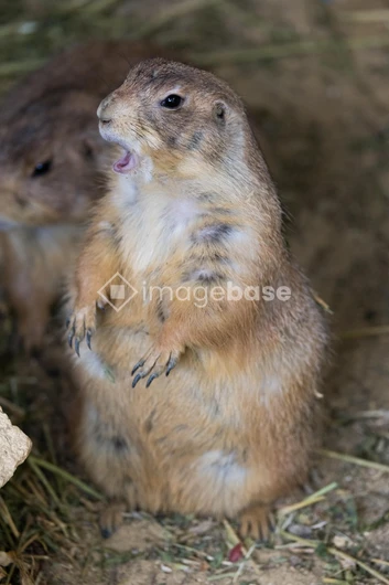 Playful Prairie Dog