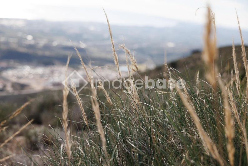 Serene Mountain Grasslands