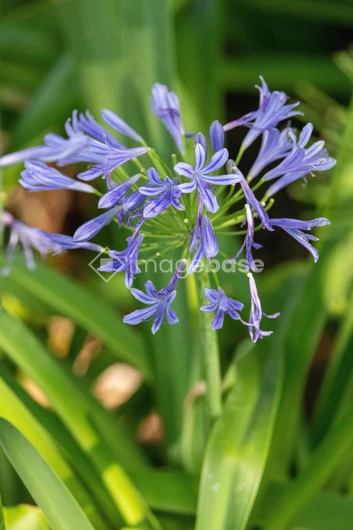 Purple Bloom in Green Foliage