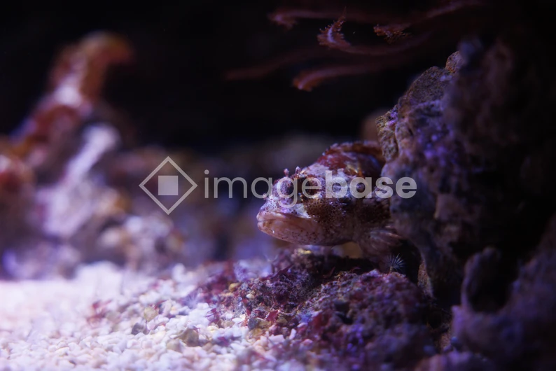 Underwater Scene with Fish