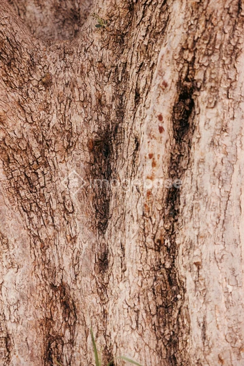 Textured Tree Bark