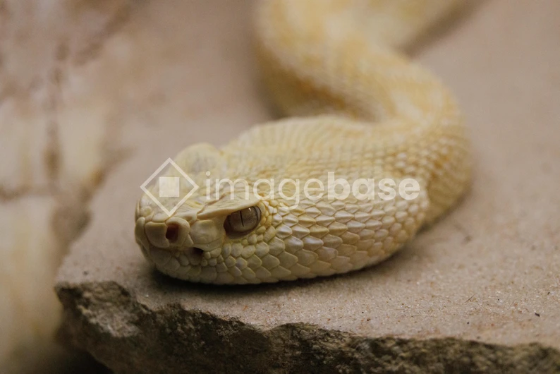 Close-up of a Desert Viper