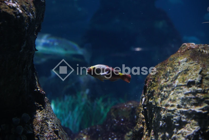 Underwater Serenity