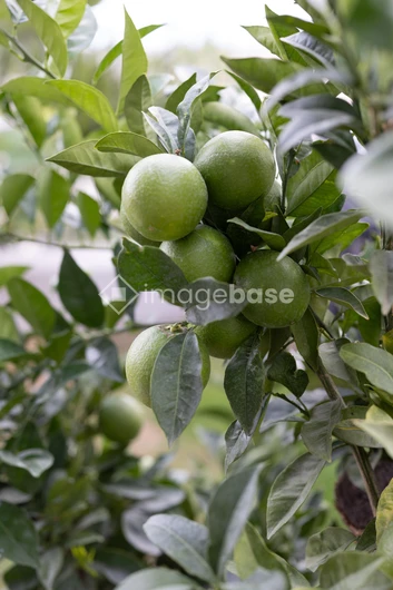 Green Oranges on Branch