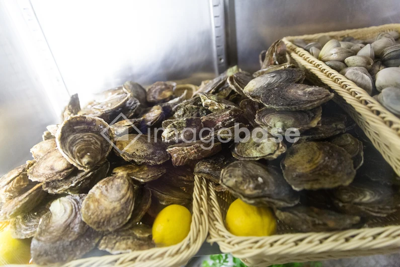 Fresh Oysters Display