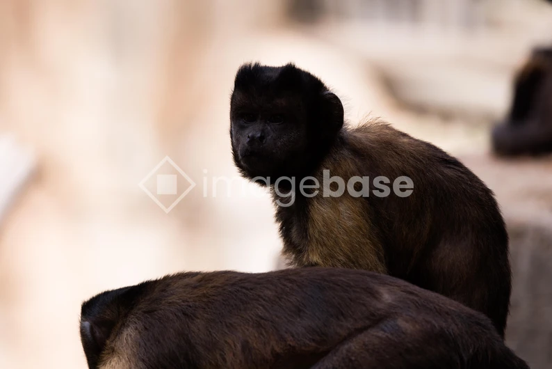 Captive Primates