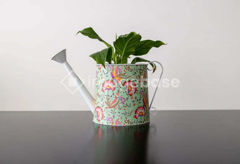 Decorative Watering Can with Plant