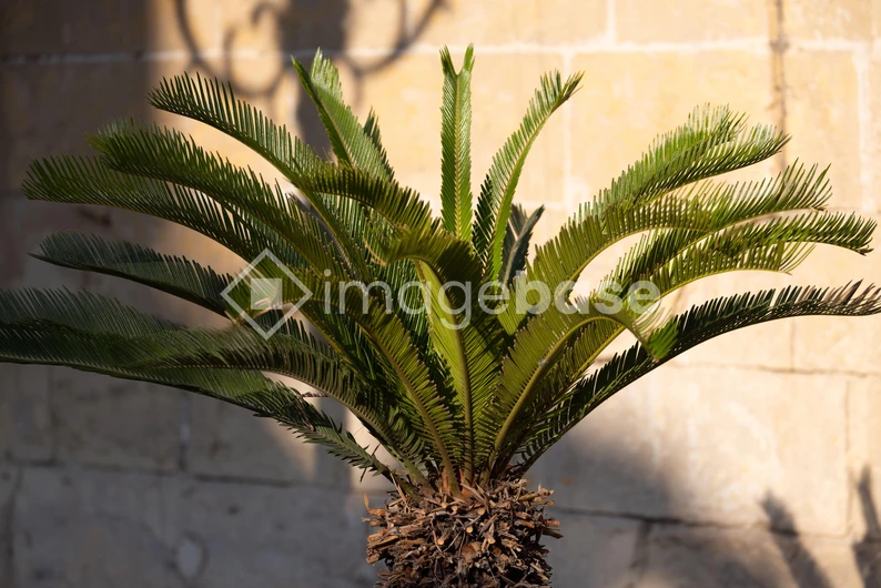 Sunlit Palm Fronds