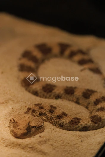 Horned Viper on Sand