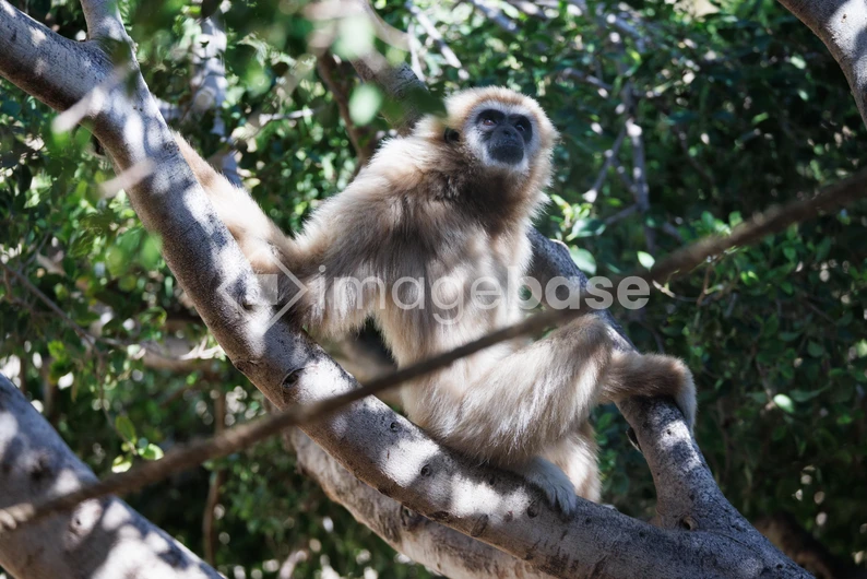 Gibbon in its Natural Habitat
