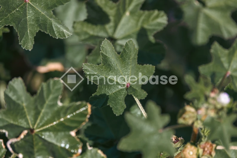 Close-Up of Green Leaves