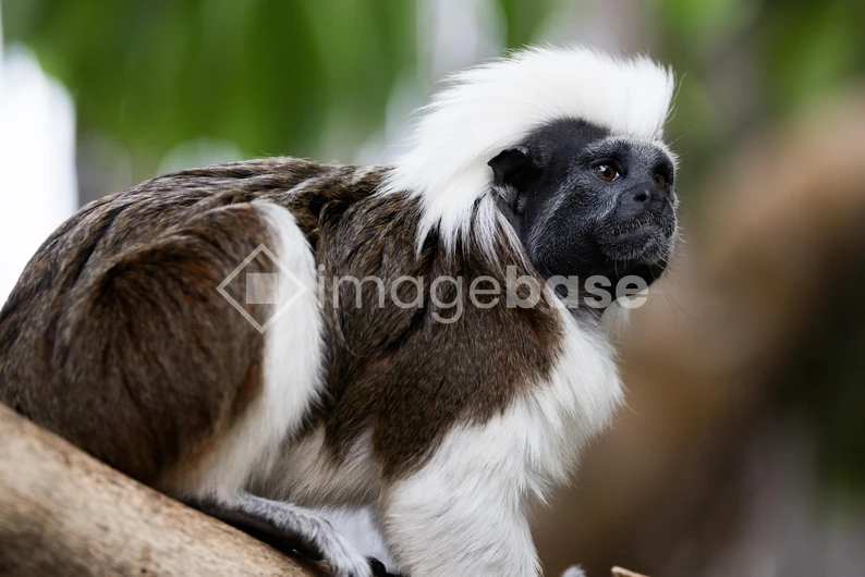 Portrait of a Cotton-top Tamarin