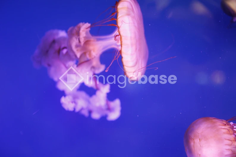 Graceful Jellyfish Swimming