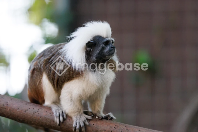 Cotton-Top Tamarin on a Branch