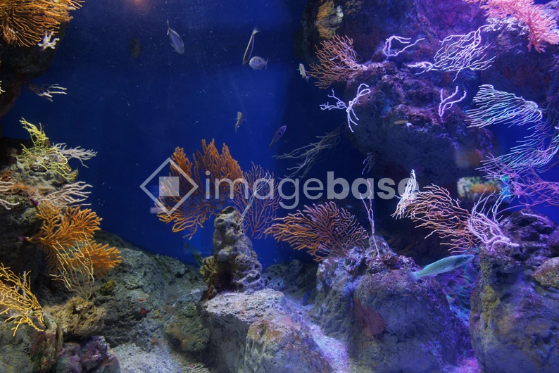 Vibrant Underwater Reef