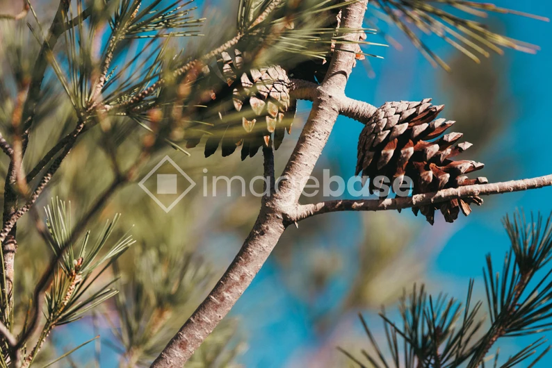 Pine Cones on a Branch