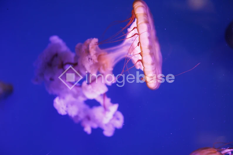 Elegant Jellyfish in Blue