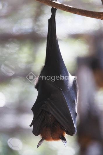 Bat Hanging Upside Down