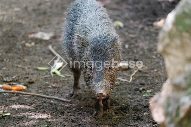 Wild Boar in Natural Habitat