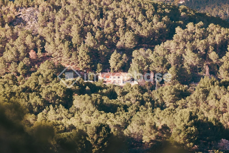 Secluded House in the Forest