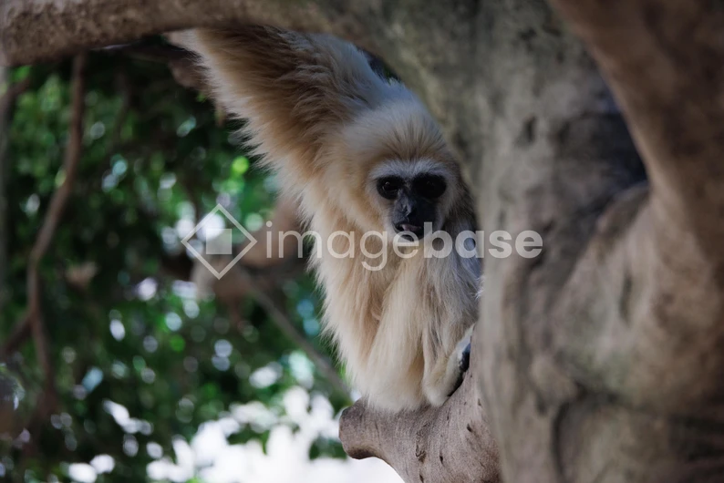 Gibbon Posing in a Tree
