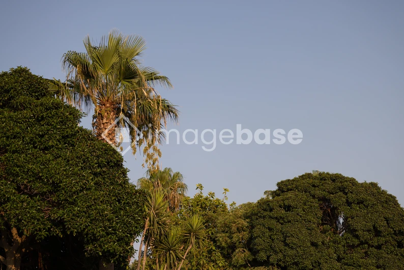 Serene Palms