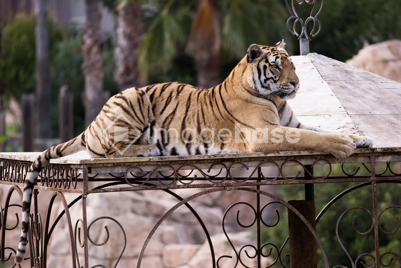 Majestic Tiger Resting