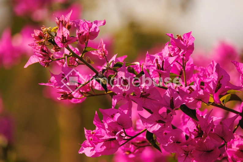 Vibrant Pink Bougainvillea Blossoms