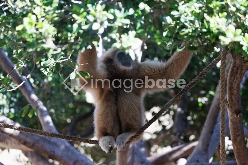 Gibbon in Natural Habitat