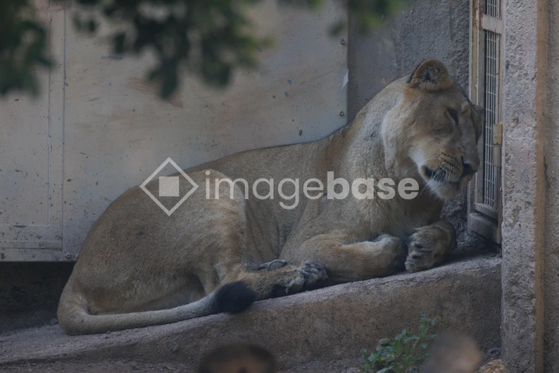 Resting Lioness in Enclosure
