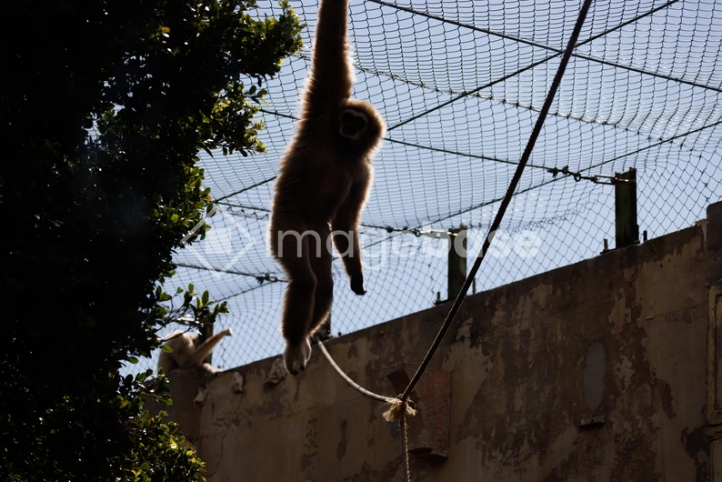 Monkey in Zoo Enclosure