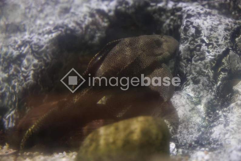 Underwater Creature Among Stones