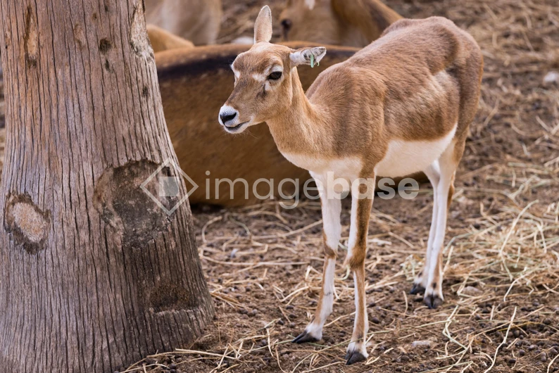 Young Antelope Near Tree