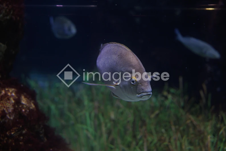 Underwater Fish