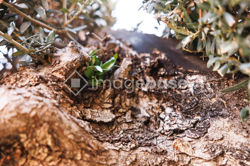 Close-Up of Tree Bark and Leaves
