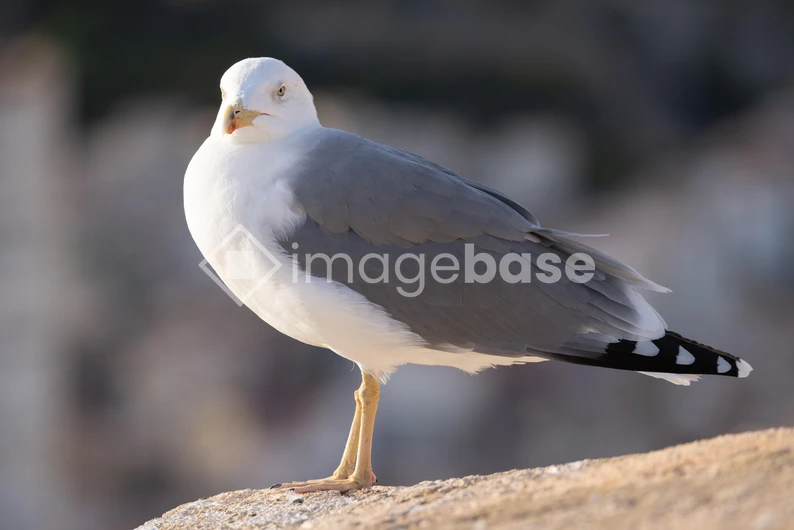 Seagull on a Rock