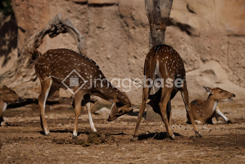 Grazing Deer in Natural Habitat