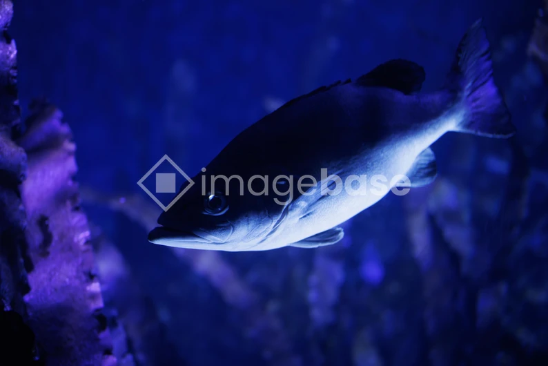 Mystical Underwater Scene