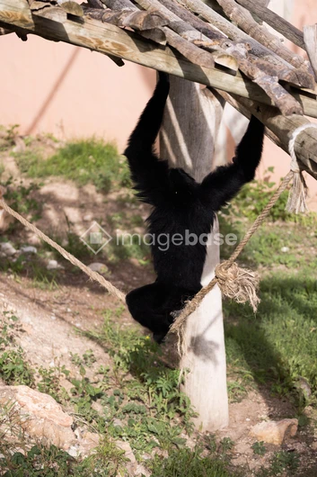 Playful Primate Swinging