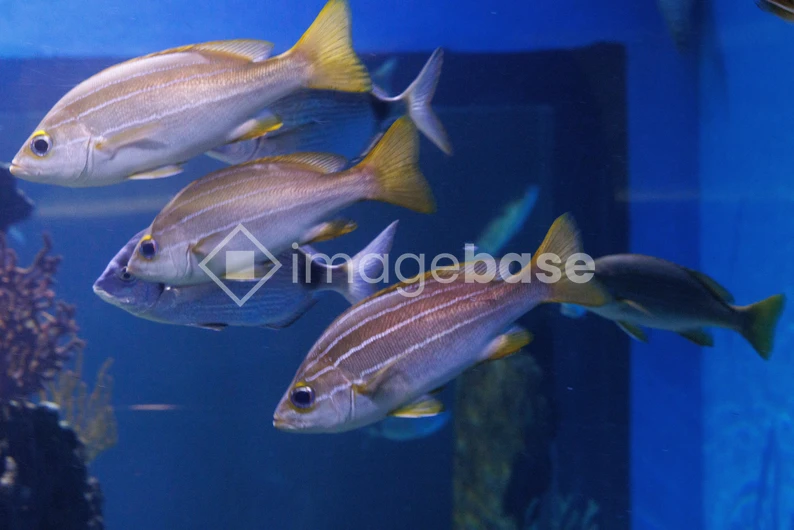 Aquatic Life in a Blue Aquarium