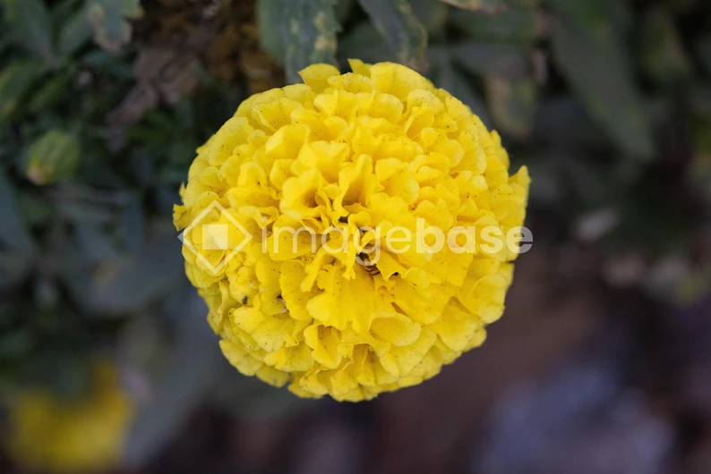 Vibrant Yellow Marigold
