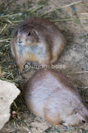 Pair of Prairie Dogs